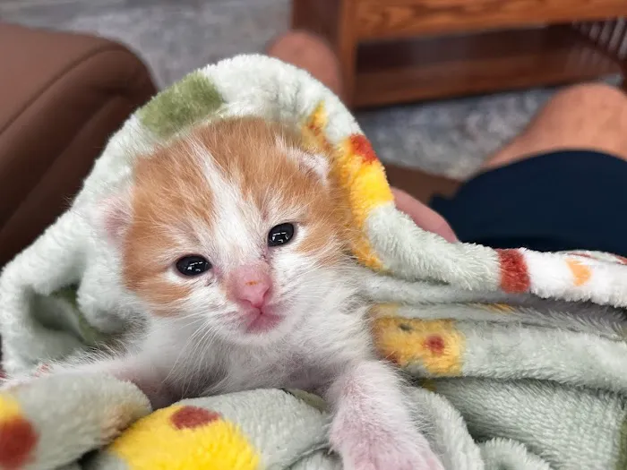 The Scaredy Cat Hospital Picture 2