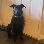 Phoenix Mountain Animal Hospital