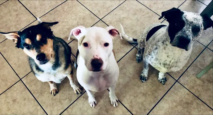 Four Peaks Animal Clinic Picture 7