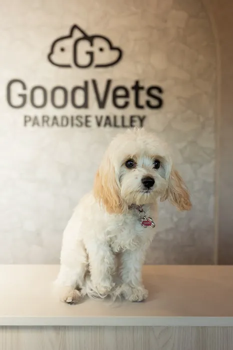 GoodVets Paradise Valley Picture 8