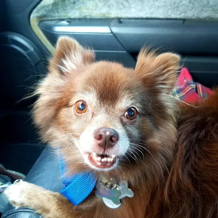 Pet Doctor of Chandler Picture 4