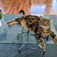 Pet Doctor of Chandler ico