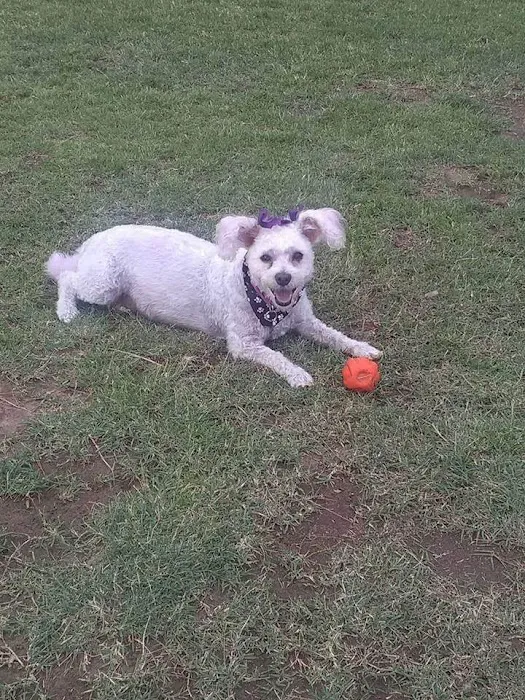 Pet Doctor of Chandler Picture 3