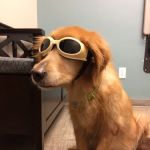 Animal Medical Center of Chandler
