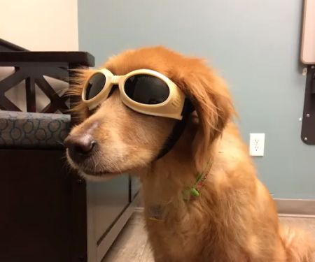 Animal Medical Center of Chandler