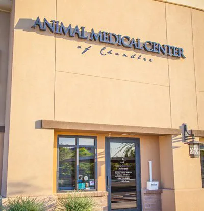 Animal Medical Center of Chandler Picture 4