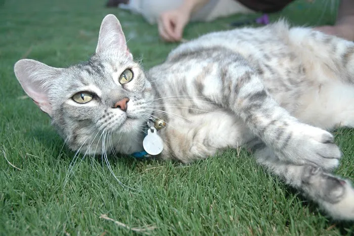 Priority Pet Hospital Picture 5