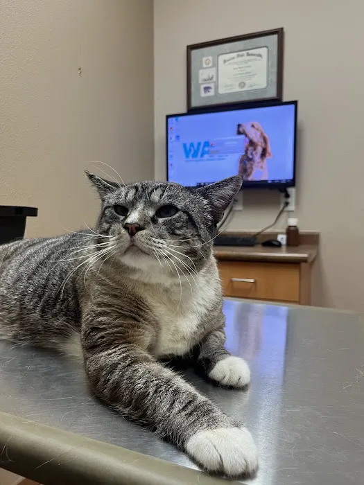 LifeCare Animal Hospital Picture 4