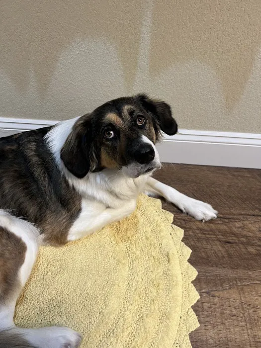 LifeCare Animal Hospital Picture 5