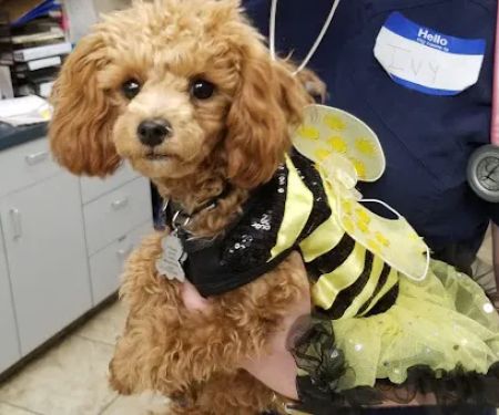 Foothills Animal Hospital