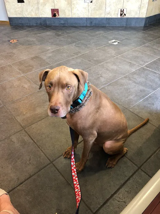 Foothills Animal Hospital Picture 9