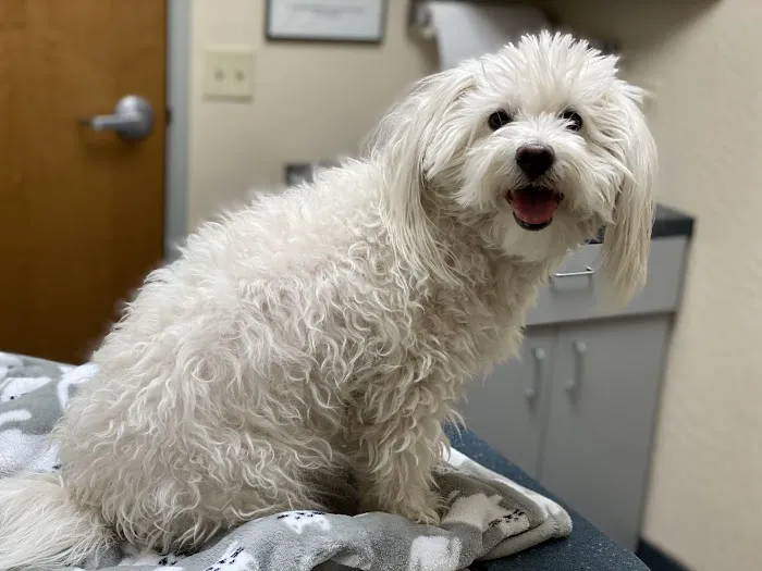 Foothills Animal Hospital Picture 5