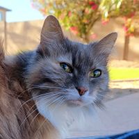 Banfield Pet Hospital ico