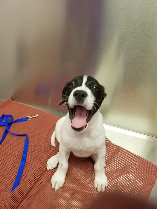 Caring Critters Animal Hospital Picture 5