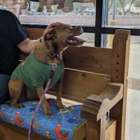 Caring Critters Animal Hospital ico