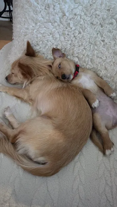 Vetco Vaccination Clinic Picture 3