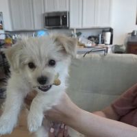 Vetco Vaccination Clinic ico