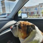 Banfield Pet Hospital