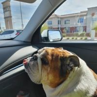 Banfield Pet Hospital ico