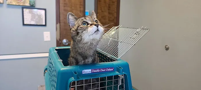 Seven Hills Pet Hospital Picture 6