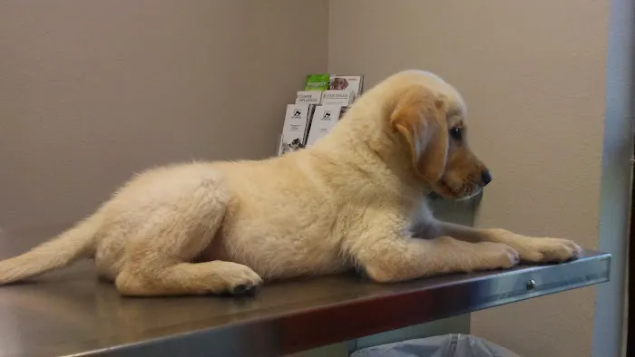 Seven Hills Pet Hospital Picture 5