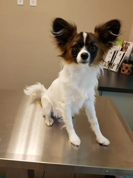 Seven Hills Pet Hospital Picture 9