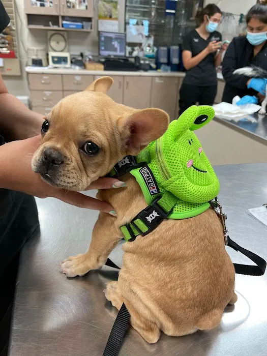 Town Center Animal Hospital Picture 1