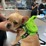 Town Center Animal Hospital