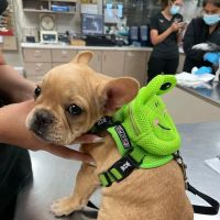Town Center Animal Hospital ico