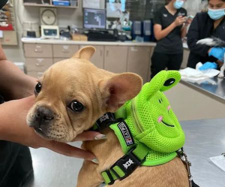 Town Center Animal Hospital