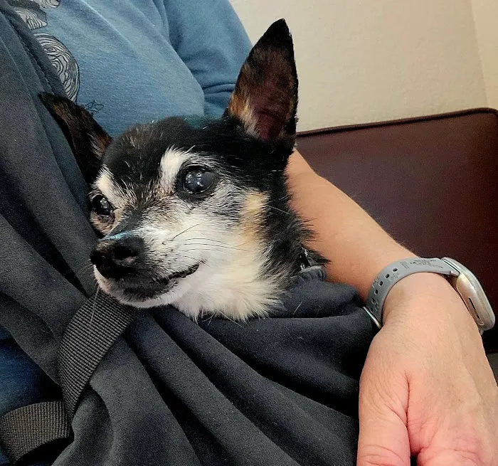 Town Center Animal Hospital Picture 10
