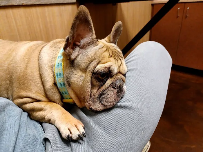 Town Center Animal Hospital Picture 8