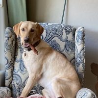 Providence Pet Hospital ico