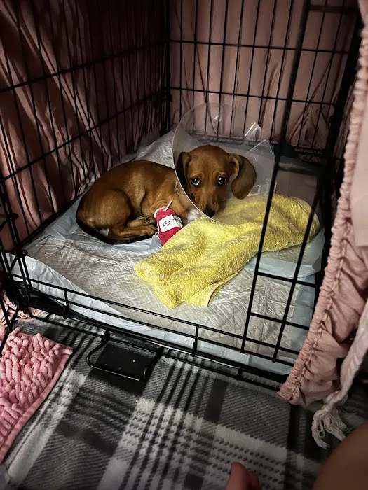 Providence Pet Hospital Picture 6