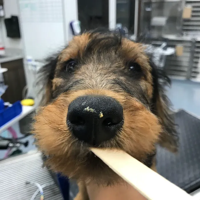 Providence Pet Hospital Picture 7