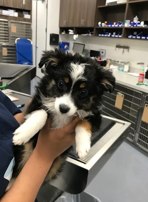 Providence Pet Hospital Picture 9