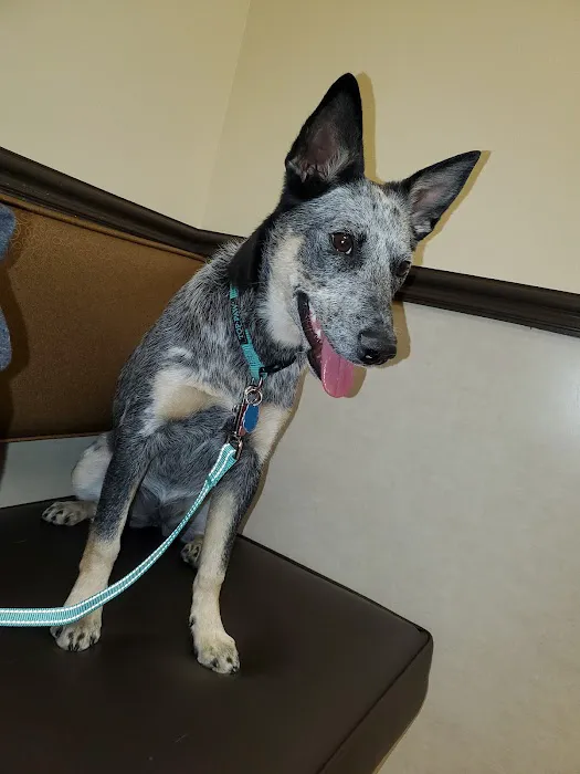 South Valley Animal Hospital Picture 3