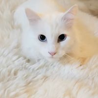 South Valley Animal Hospital ico