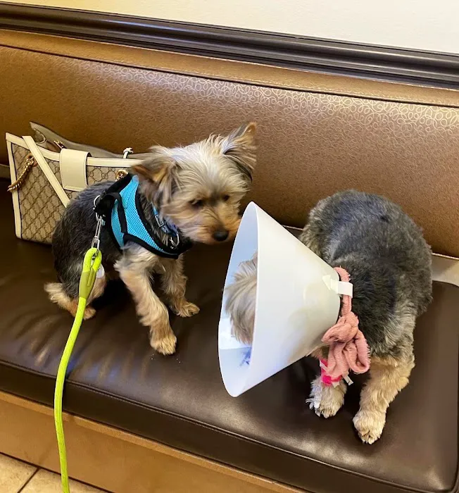 South Valley Animal Hospital Picture 4