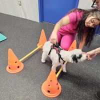 Rehab 4 PAWS & Integrative Therapy ico