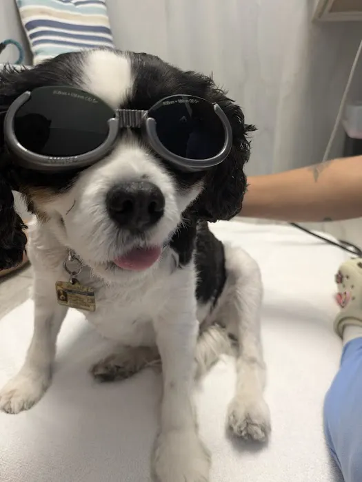 Rehab 4 PAWS & Integrative Therapy Picture 4