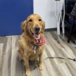 Highlands Animal Care