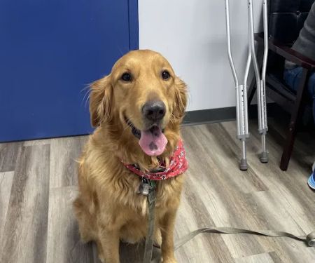 Highlands Animal Care
