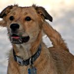 PAWS Health Partners
