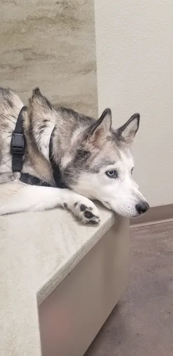 Horizon Ridge Animal Hospital Picture 1