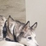 Horizon Ridge Animal Hospital