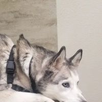 Horizon Ridge Animal Hospital ico