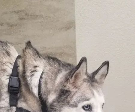 Horizon Ridge Animal Hospital