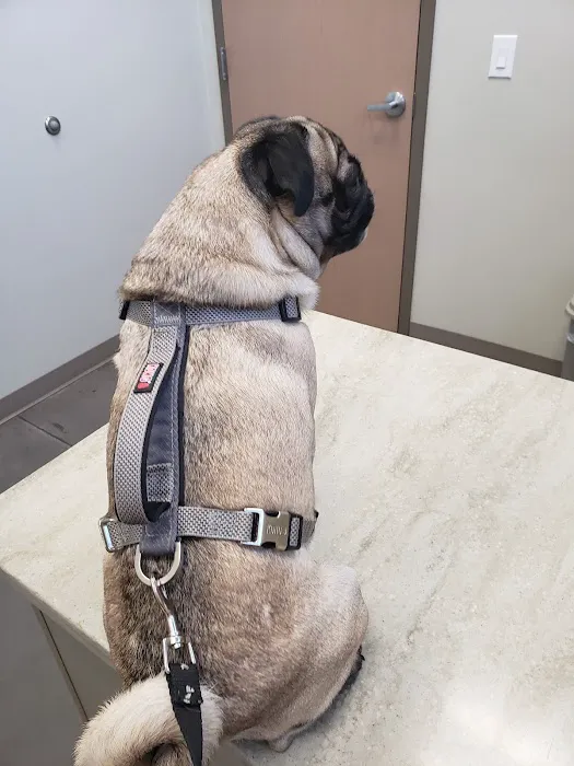 Horizon Ridge Animal Hospital Picture 6