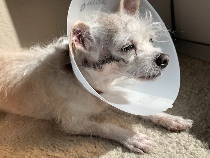Henderson Animal Hospital Picture 9